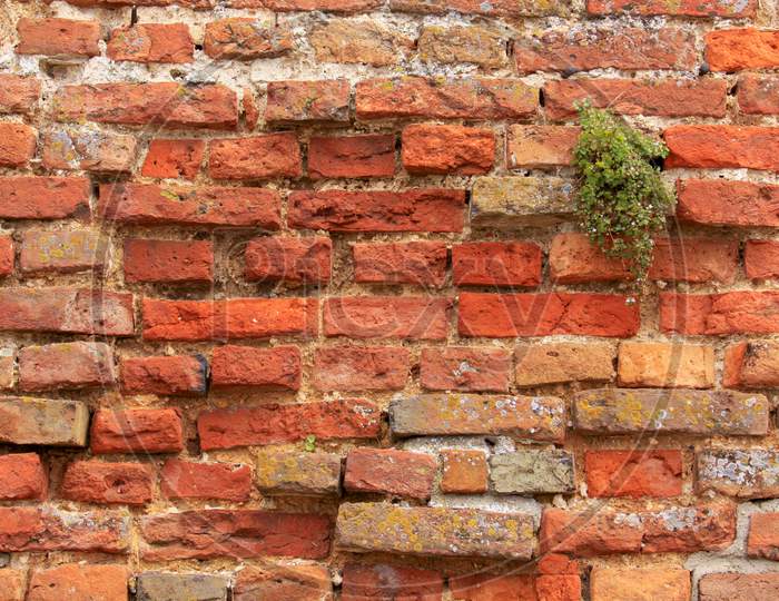 Red Brick Wall With Green Plant Growing In A Crack