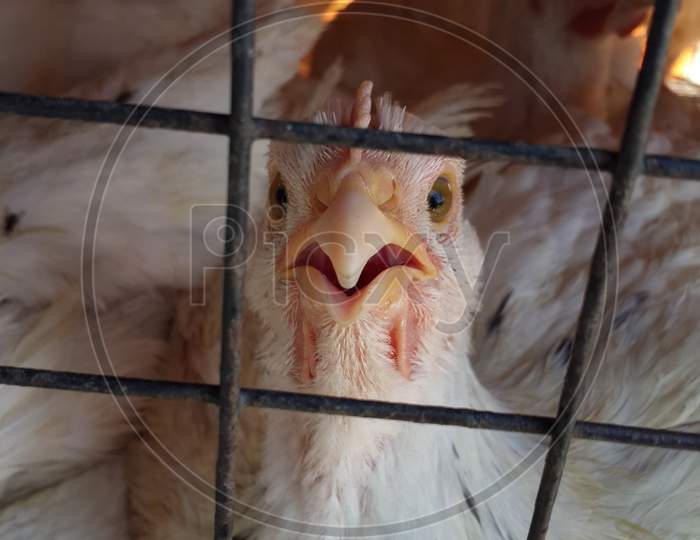 Broiler chicken in cage looking critically at camera