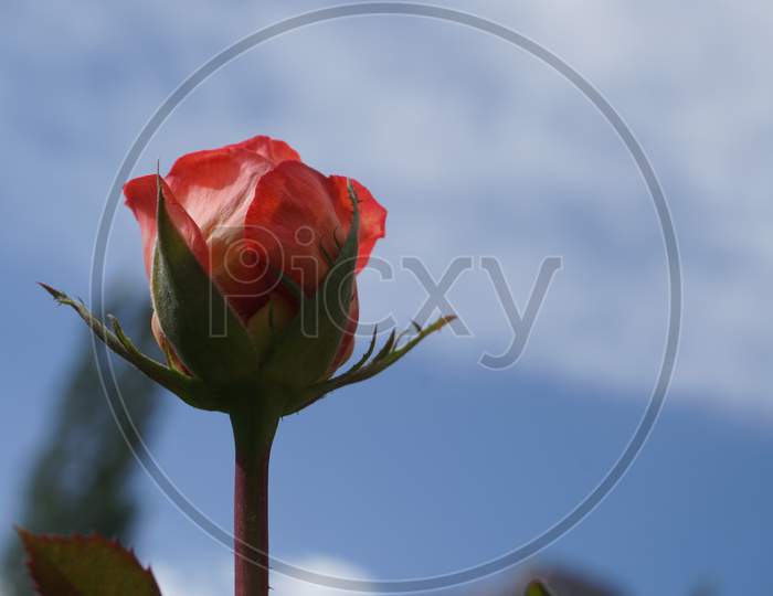 Pink Rose With Blue Sky In Background, Nubra Valley, India