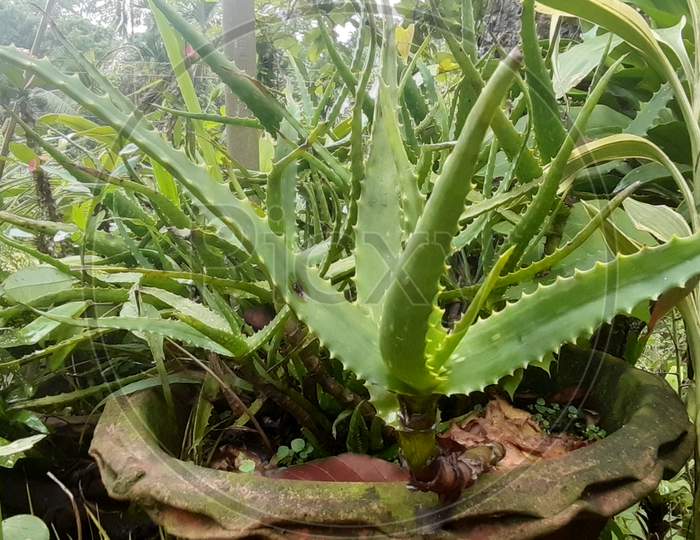 Aloe vera plant with leaves