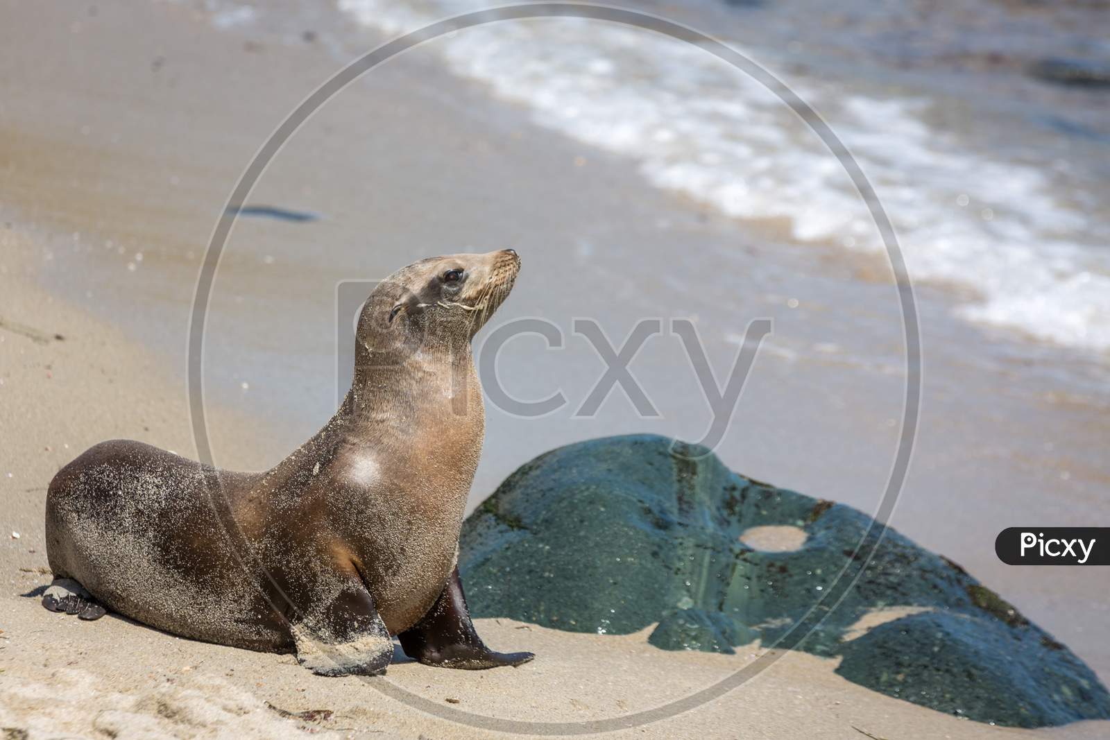 Sea lion posing on the beach with rocks and water in the background