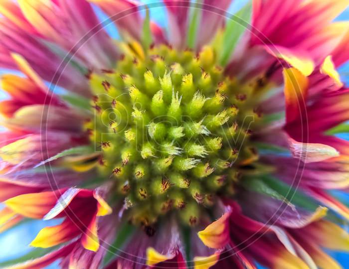 Micro image of flower
