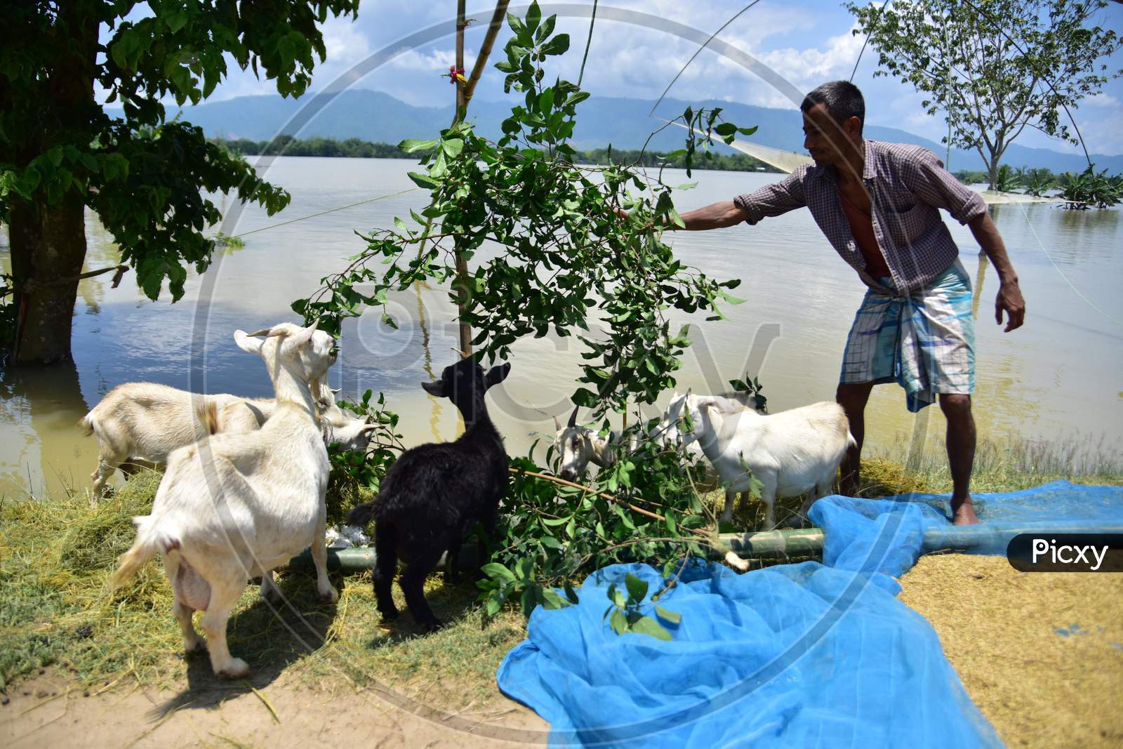 A Villager Feed His goat  Stand In Makeshift Shelter At A Flooded Area  At Doboka  In  Hojai  District Of Assam  On May 28,2020.