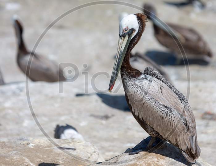 Pelican on the beach showing complete bird standing in the beach