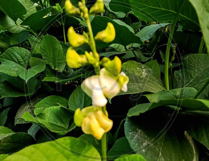 Sword bean flowers