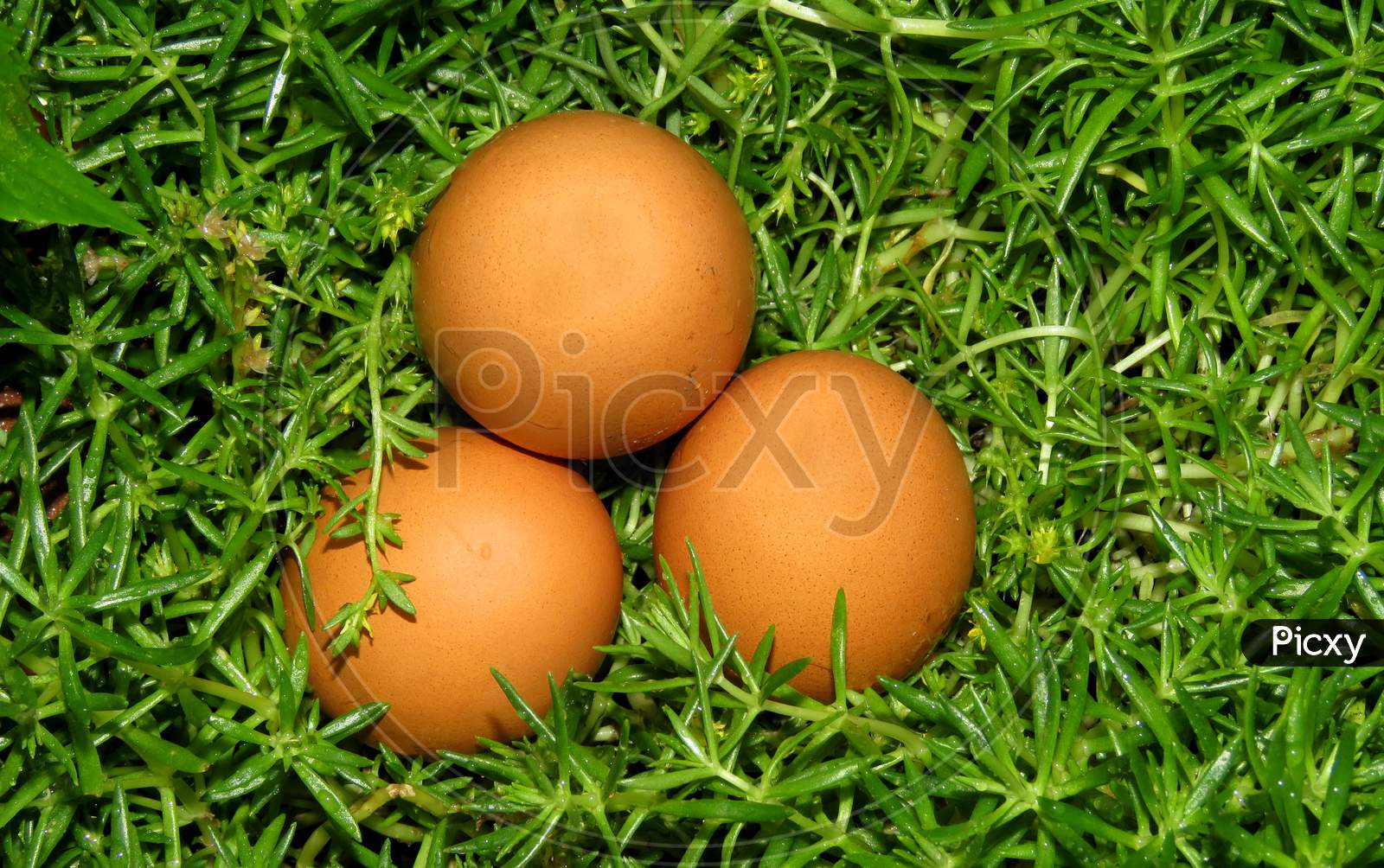 Isolated Eggs in the Garden,Easter eggs,Eggs in the grass,