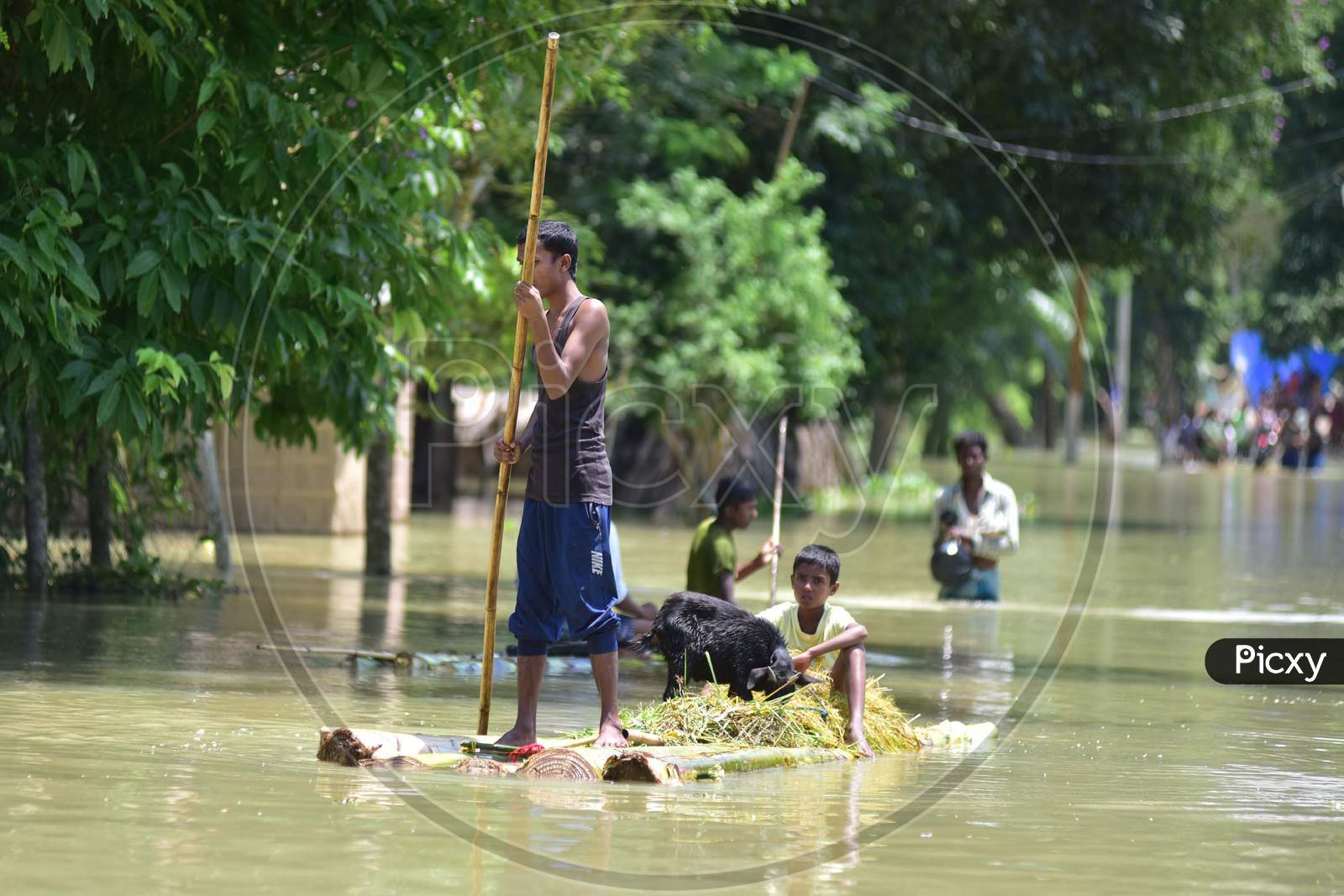Goat Are Transported  On A Raft Made From Banana Trees  Towards A Safer Place At Doboka  In  Hojai  District Of Assam  On May 28,2020