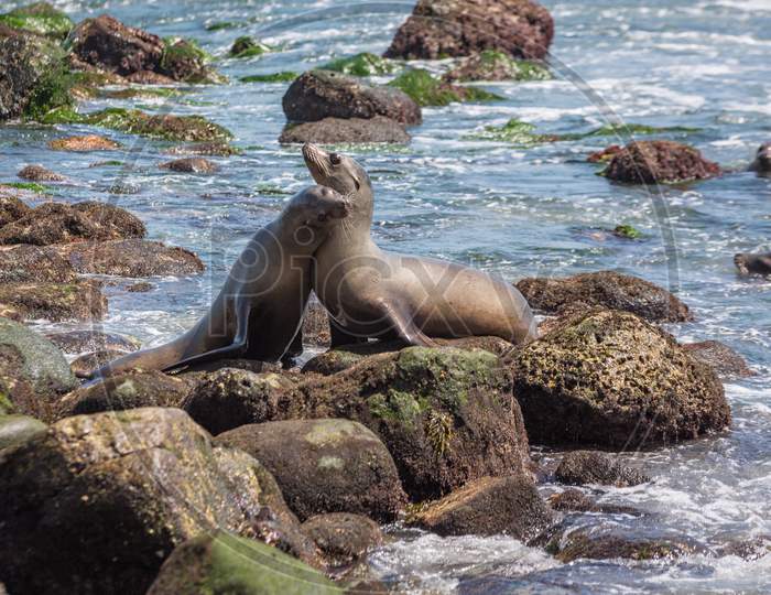 A group of California Sea Lions sunning themselves on the rocks at La Jolla Cove in La Jolla, San Diego, USA in summer