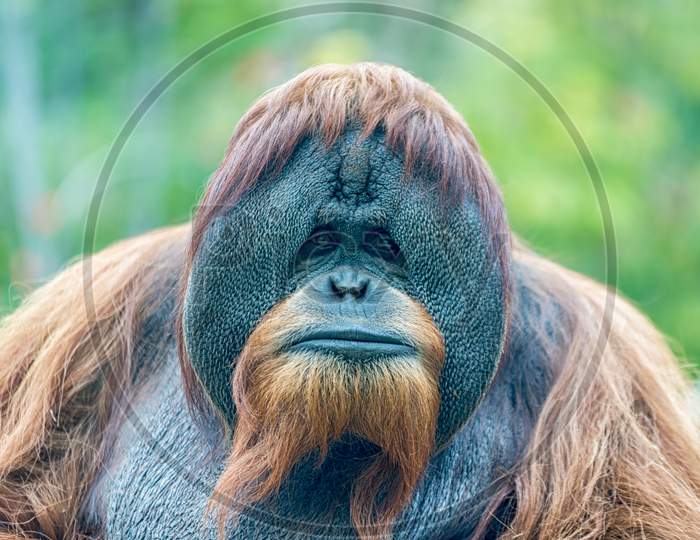 orangutan (ape) face portrait isolated with blurred background