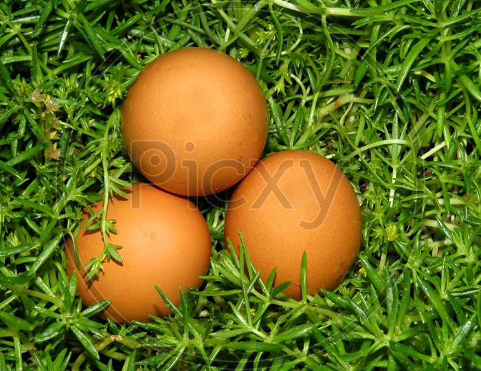 Isolated Eggs in the Garden,Easter eggs,Eggs in the grass,