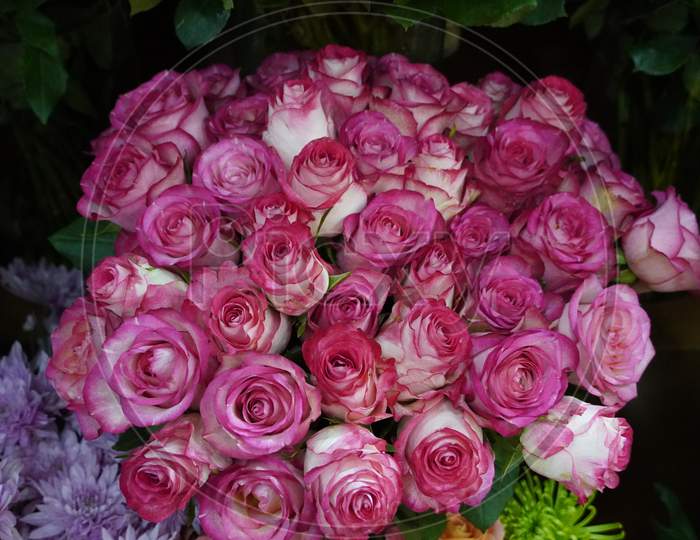 Bunch Of Pink Roses For Love Background. Soft Color Roses Bouquet.