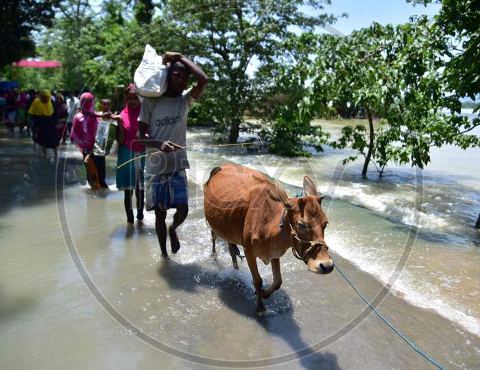 Villagers  With Their Cattles Wade Through A Flooded Area To Reach A Safer Place At Doboka  In  Hojai  District Of Assam  On May 28,2020.