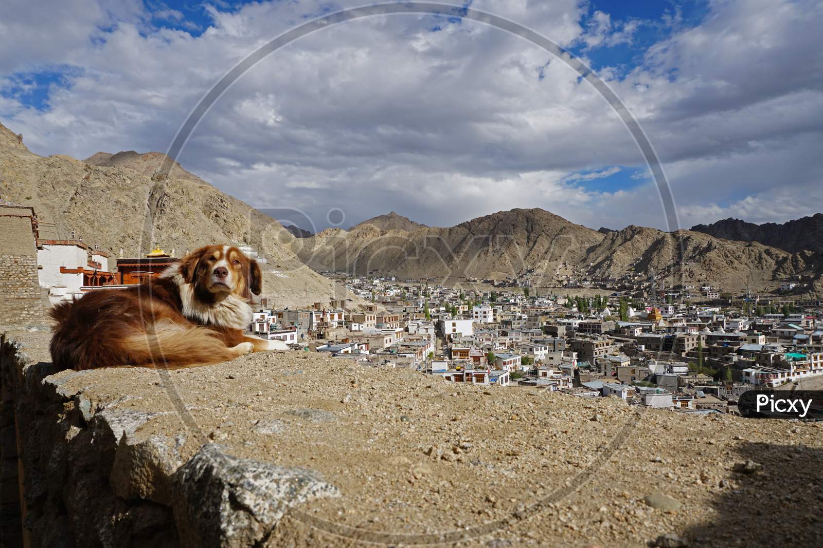 Leh City With Dog In Foreground, India