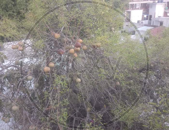 Aegle marmelos fruit tree