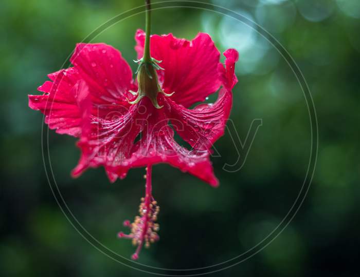 indian hibiscus