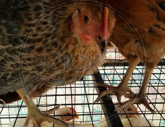 Hen in cage at local butcher shop