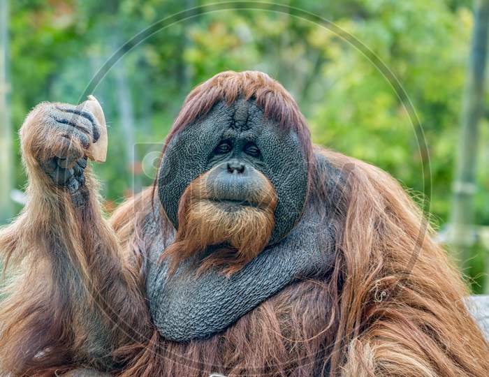 Orangutan (ape) eating fruits