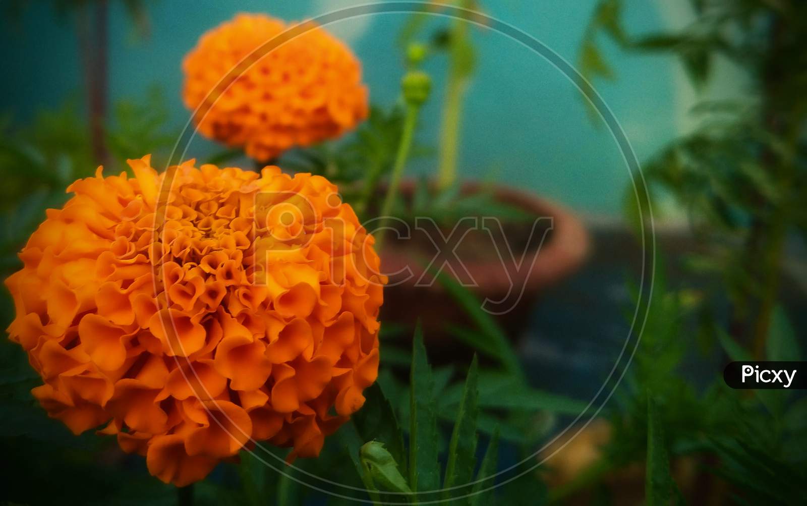 Image of Marigold flower