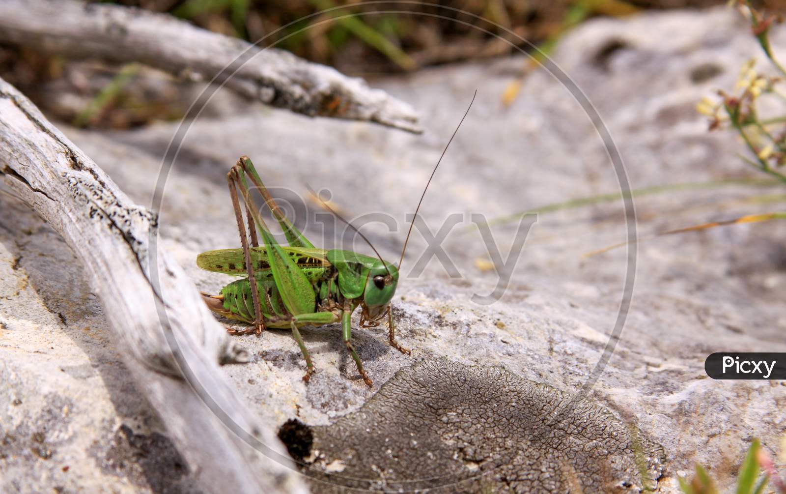 Green Grasshopper In Durmitor National Park