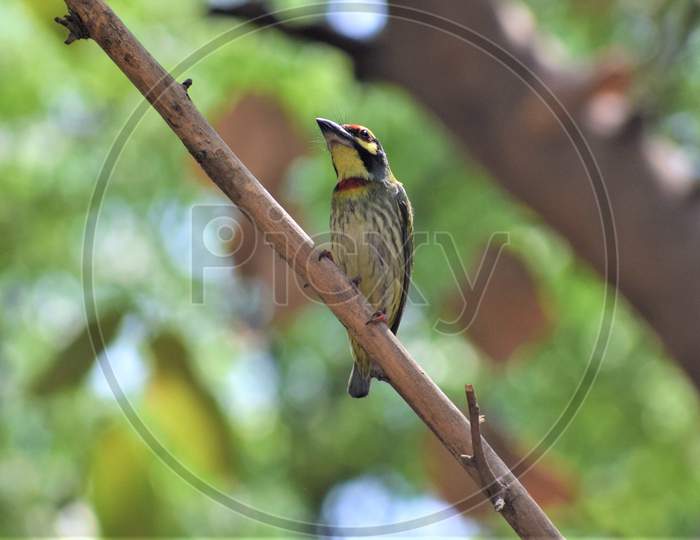 Coppersmith barbet posing