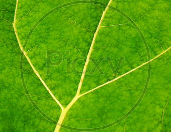 Green Leaf Texture Background Plant Veins Details