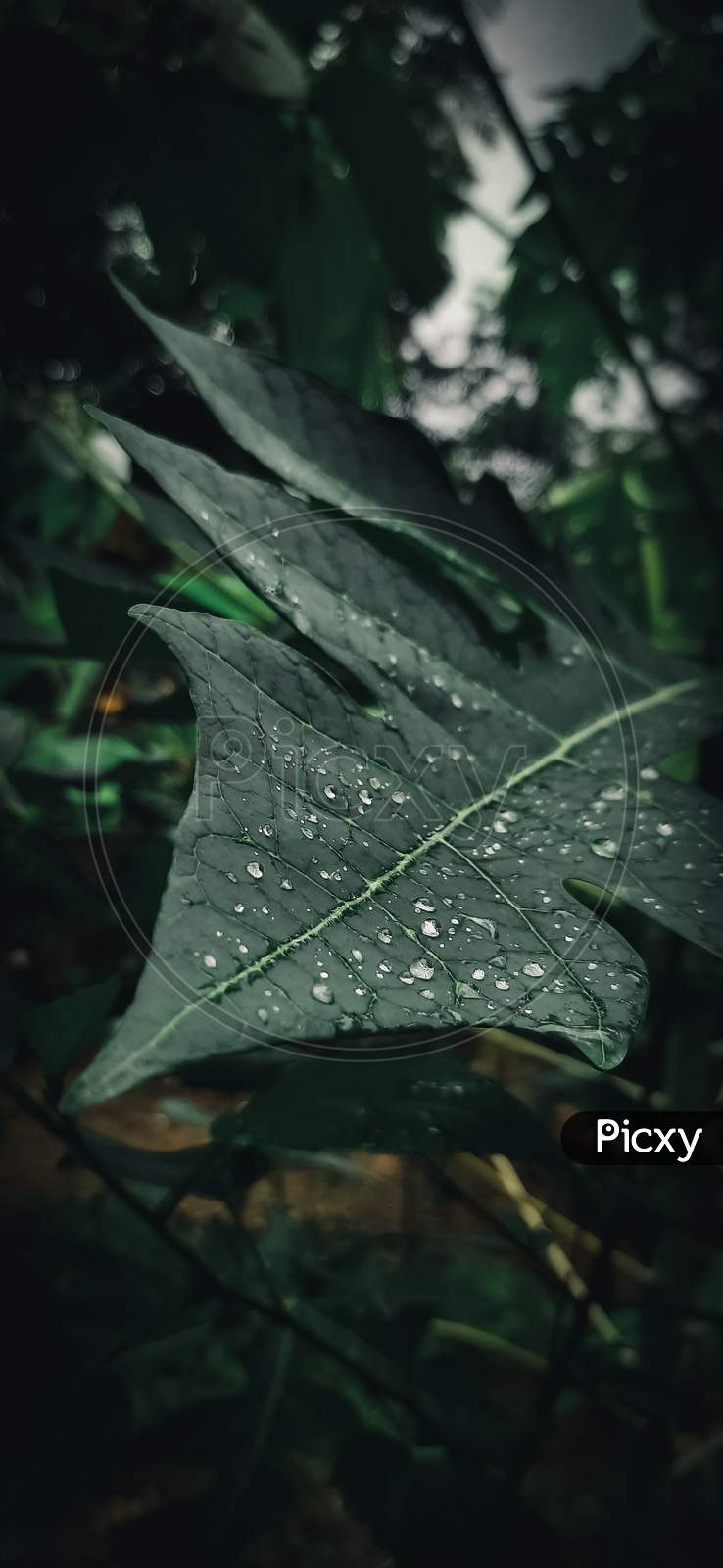 Plant photography