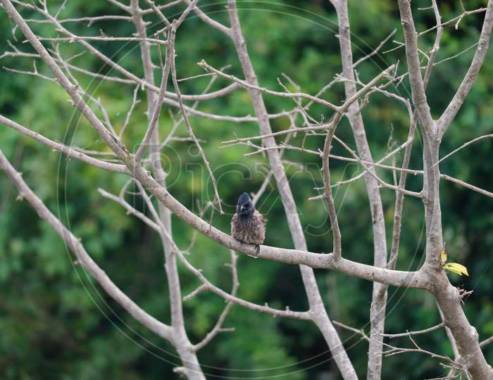 Bird sitting on branch