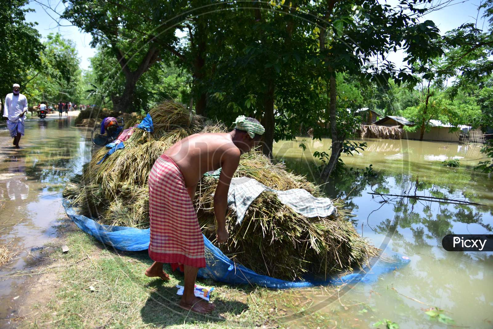 A Villager Try To Safe His Harvest Paddy From Flood Water At  Doboka Village   In  Hojai  District Of Assam  On May 28,2020.
