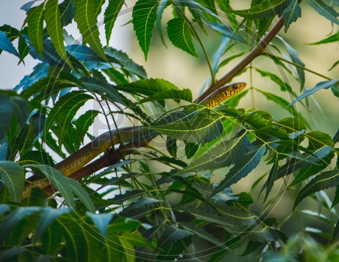 Small Indian Rat Snake On The Neem Tree Branch With Green Neem Leafs .The Snake Head And Eyes Are Visible.The Rat Snake Is A Species Of Colubrid Snake Endemic To Southeast Asia.