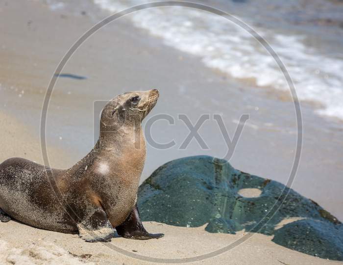 Sea lion posing on the beach with rocks and water in the background