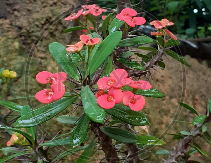 Euphorbia milii plant with red flowers