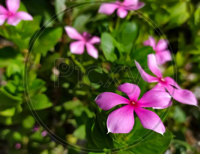 Pinca madagascar periwinkle flower plant