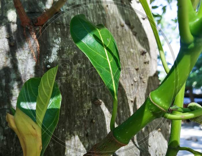 Closeup View Of Small Branches Of Jack Tree.