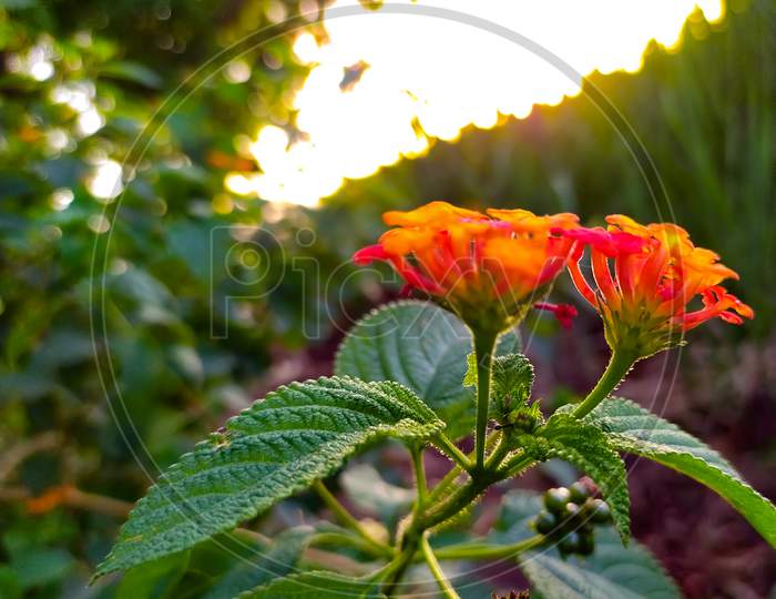 Orange Lantana Camara flowers at evening sunset