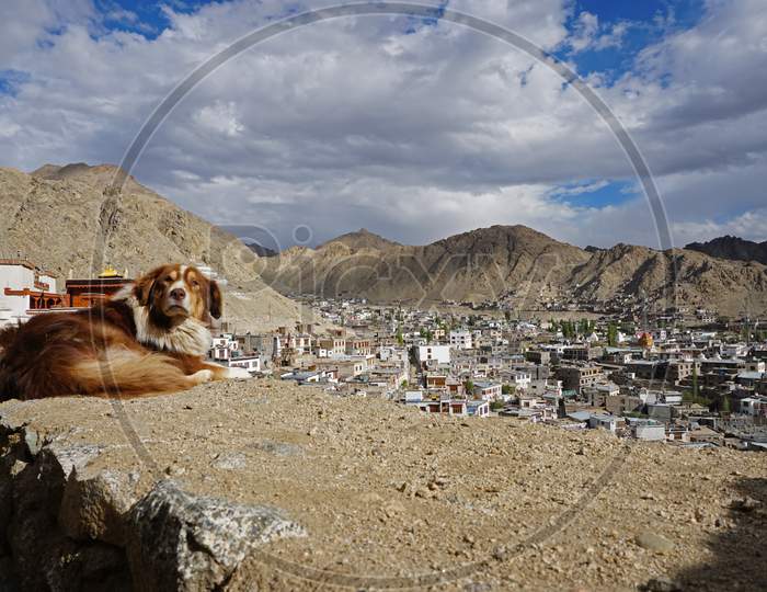 Leh City With Dog In Foreground, India