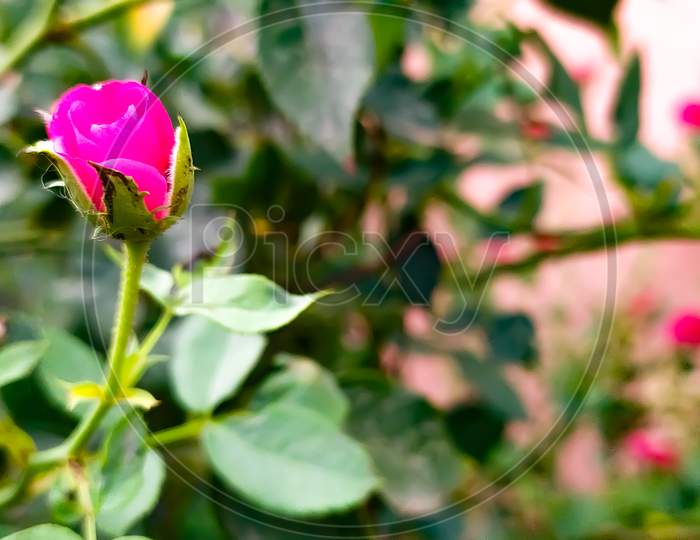 Beautiful pink rose with green leaves