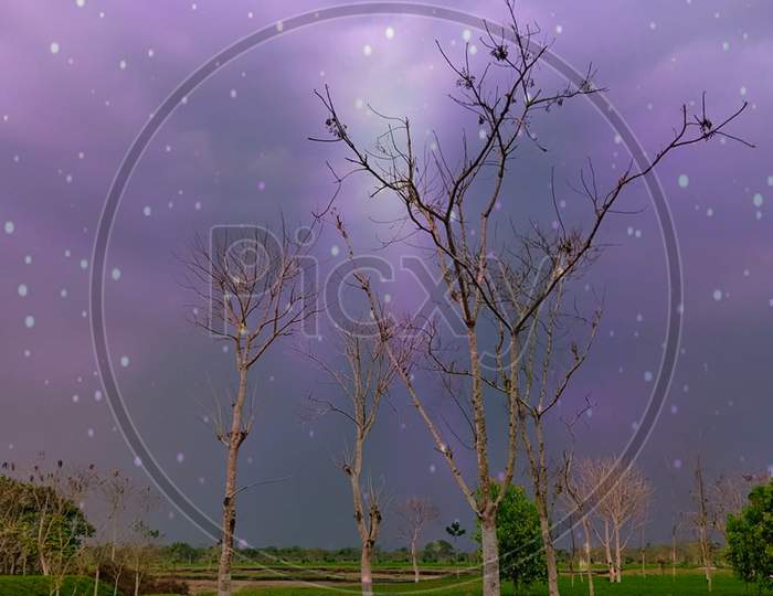 Leafless trees with star and sky background.