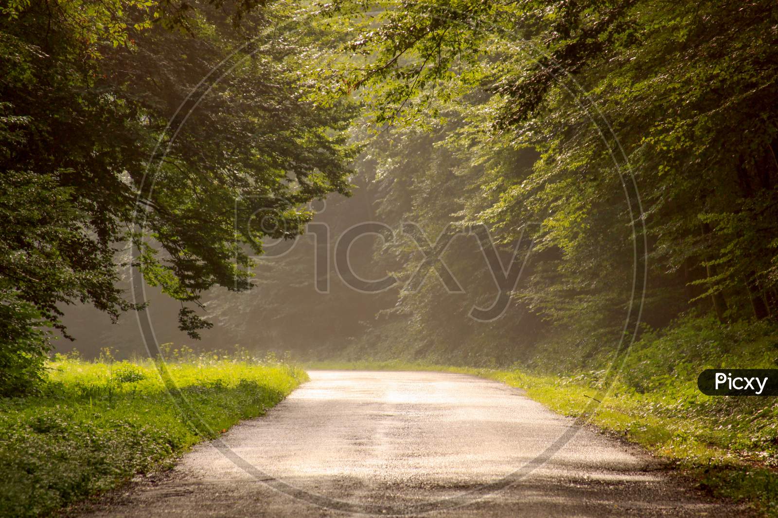 Country Road In The Forest After Rain In Serbia