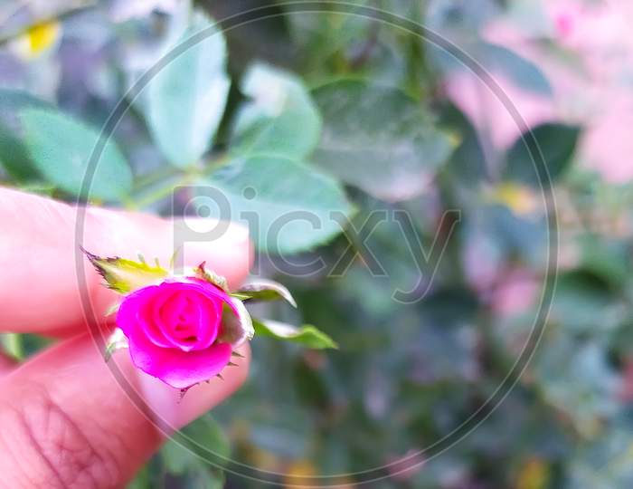 Top view of pink rose petals in green backgrounds