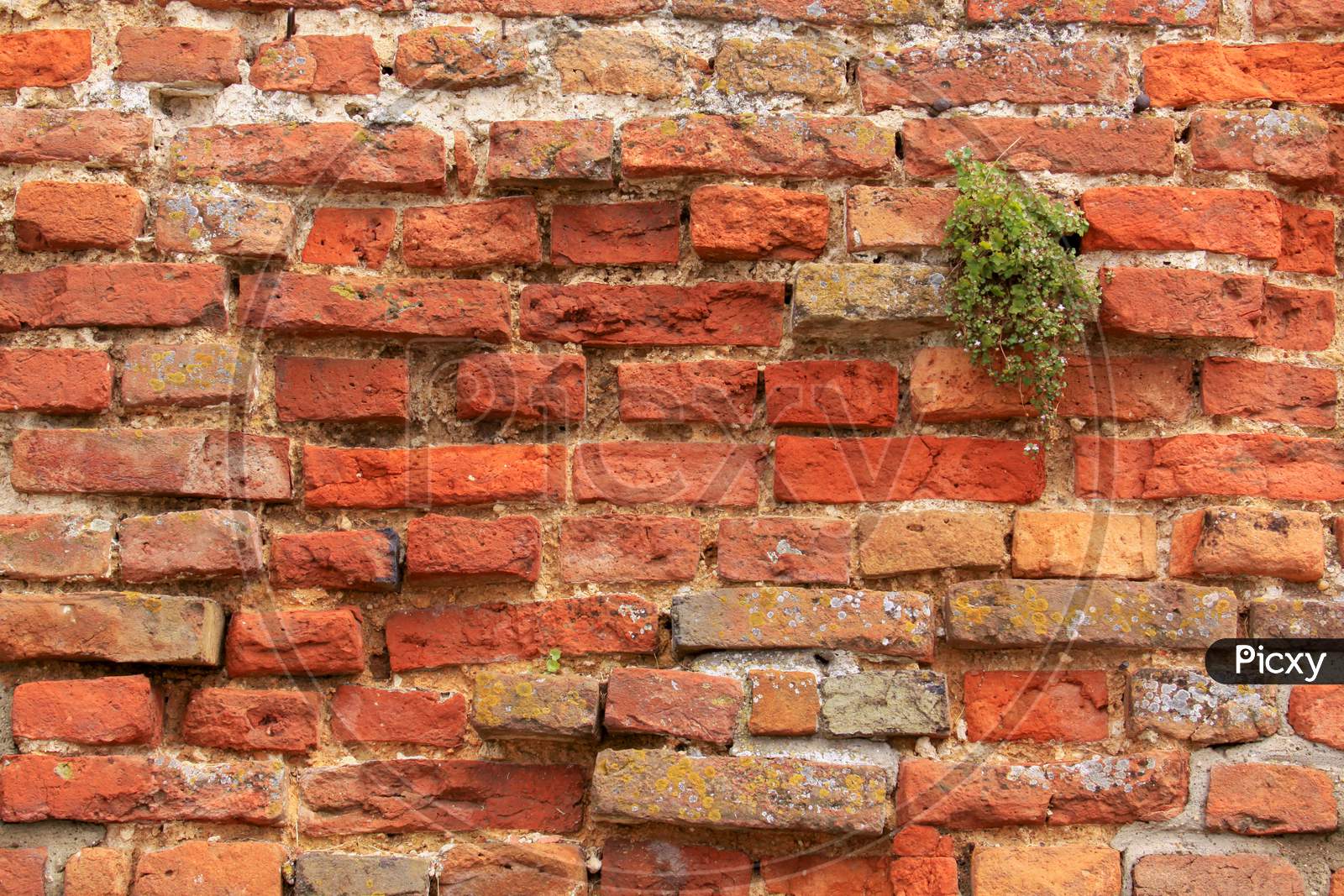 Red Brick Wall With Green Plant Growing In A Crack