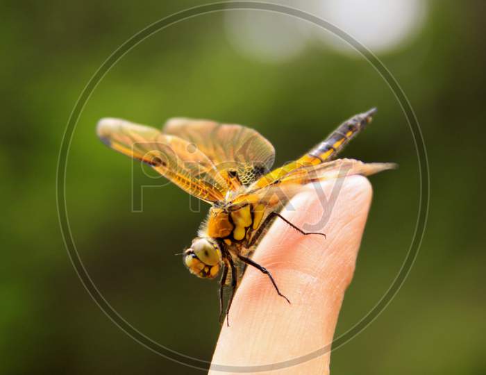 Yellow Dragonfly Insect On Finger
