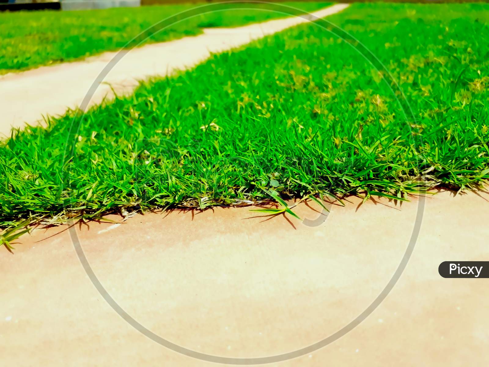 Selective Focus On Grass Above The Ground Surface