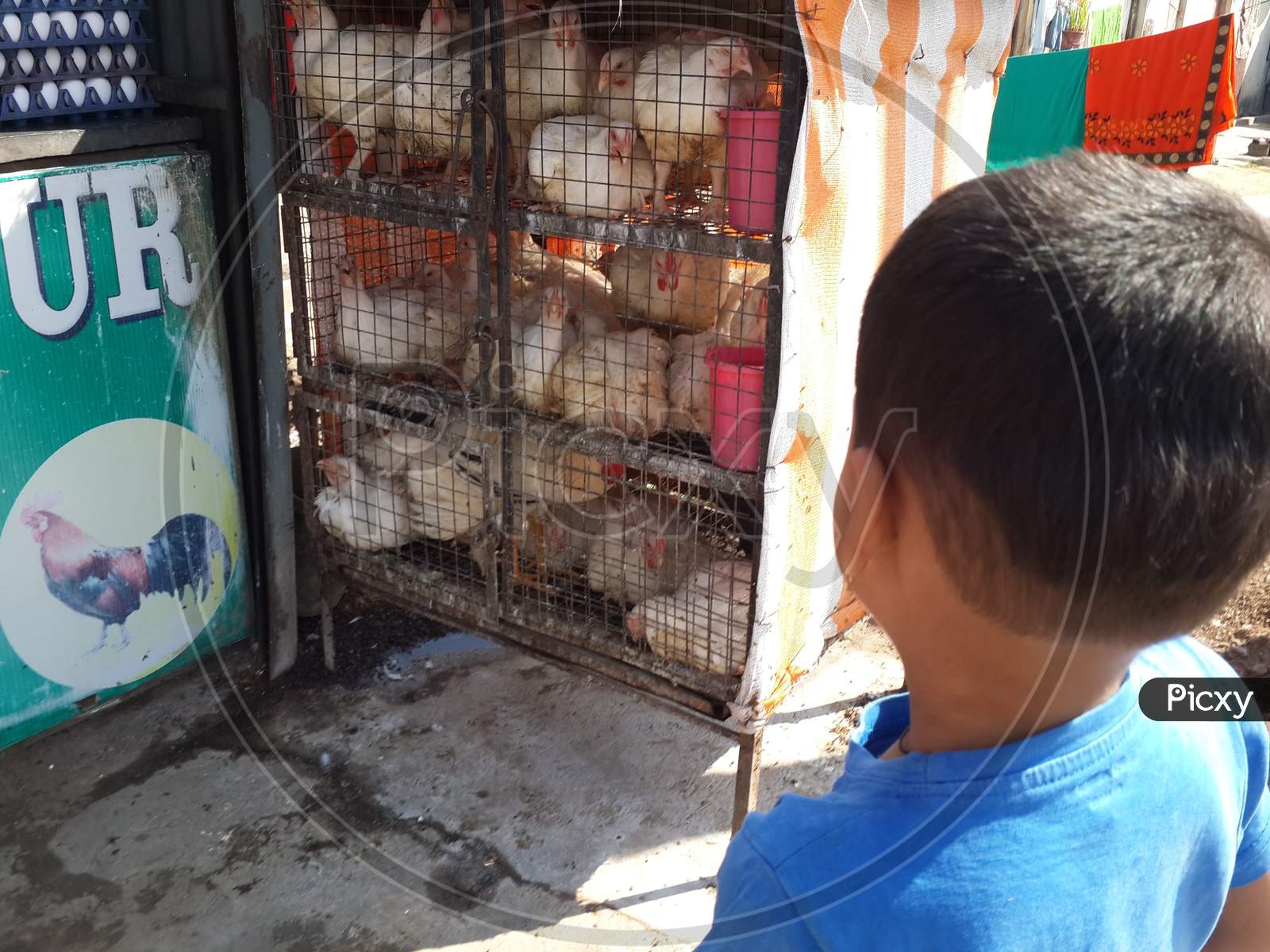 Boy looking at caged broiler chicken