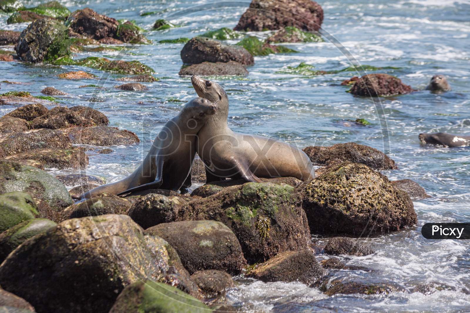 A group of California Sea Lions sunning themselves on the rocks at La Jolla Cove in La Jolla, San Diego, USA in summer
