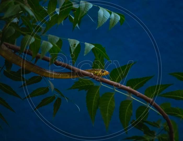 Small Indian Rat Snake On The Neem Tree Branch With Neem Leafs Islaoted Blue Background. .The Snake Head And Eyes Are Visible.The Rat Snake Is A Species Of Colubrid Snake Endemic To Southeast Asia.