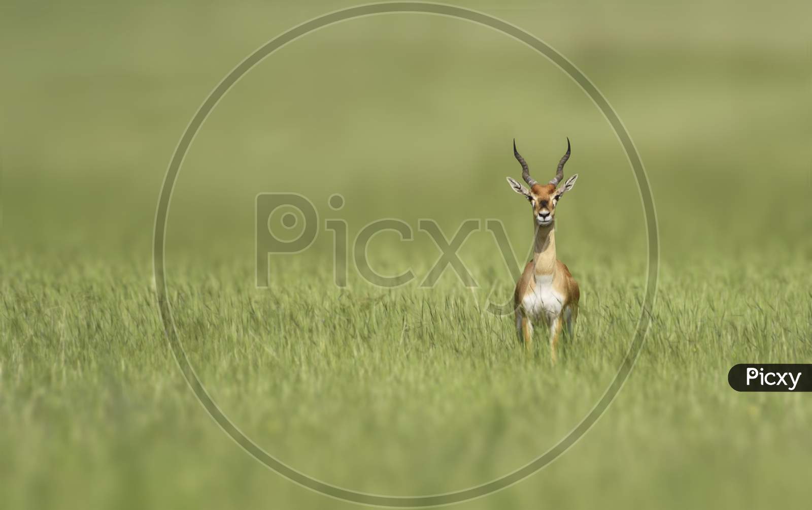 Blackbuck Or Indian Antelope
