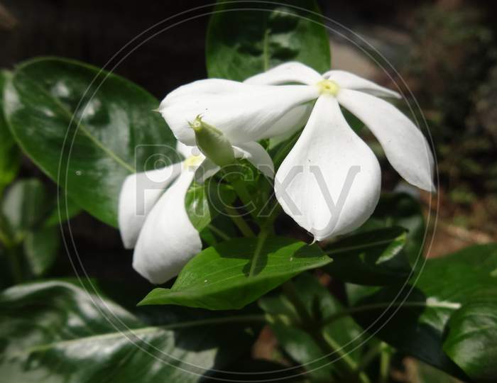 Snowdrop Jasmine closeup white flower background
