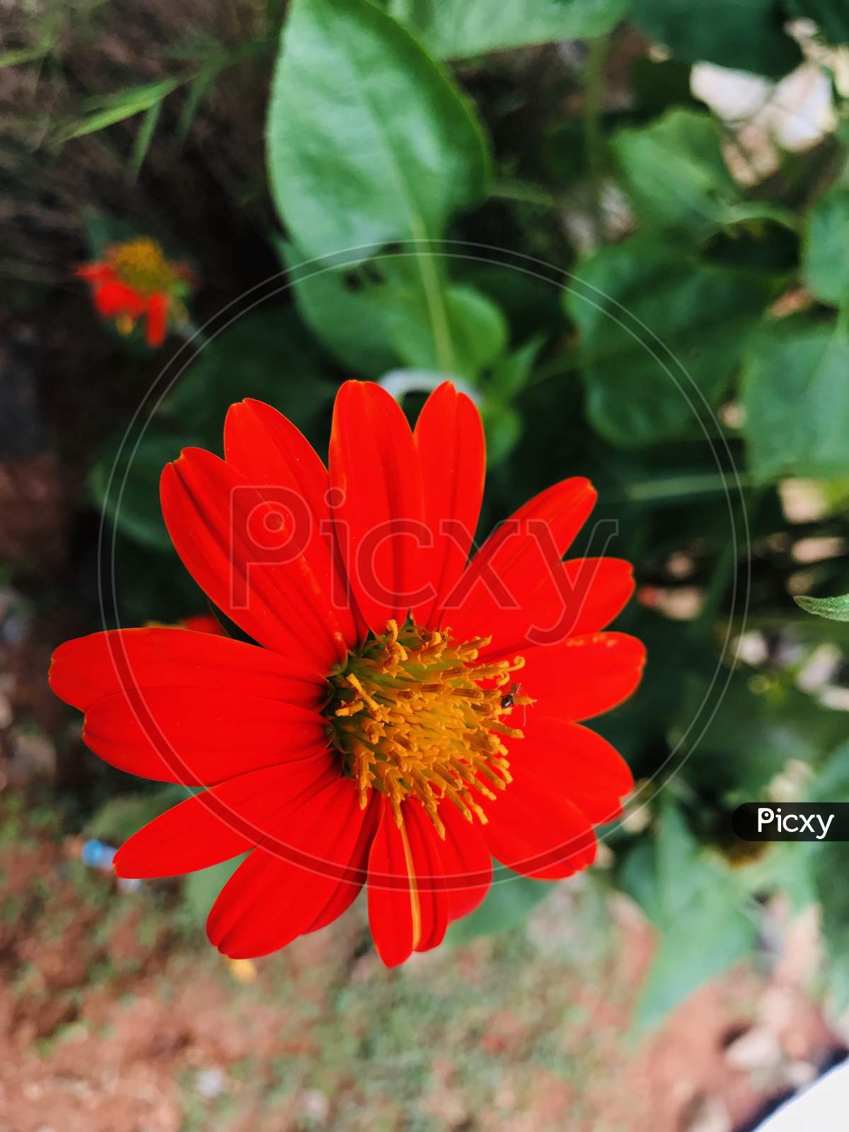Beautiful Red flower In garden
