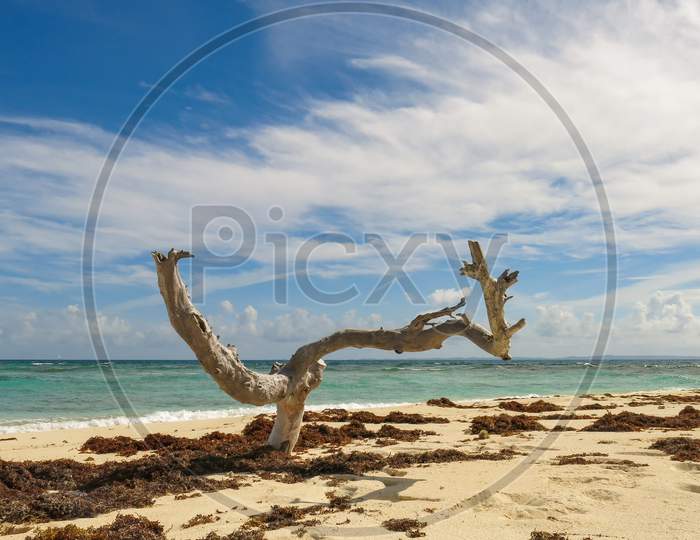A Lonely Tree Stump On Beautiful Beach