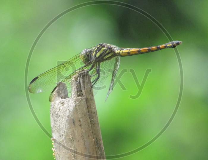 Dragonflies Arthropod Macro insect background wallpaper